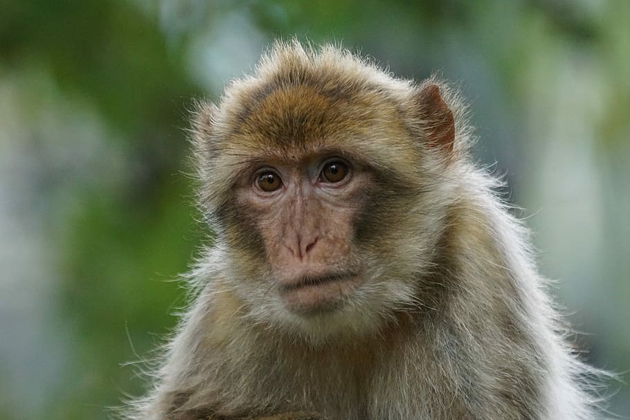 selective focus photo of brown monkey, Barbary Ape, Old World Monkey, HD wallpaper