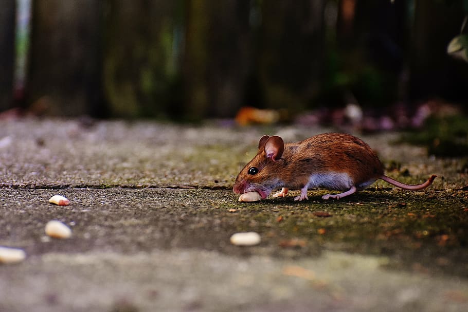 mouse, rodent, cute, mammal, nager, nature, animal, wood mouse, HD wallpaper