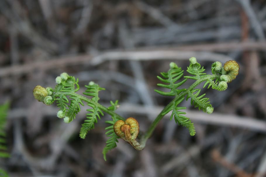 fern, green, tree, natural, vietnam, leaf, nature, plant, green Color HD wallpaper