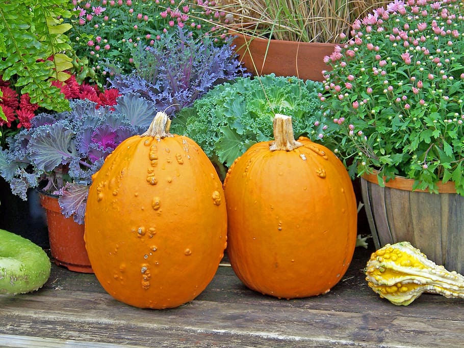 Pumpkins, Autumn, Fall, Flowers, halloween, still, life, decoration HD wallpaper