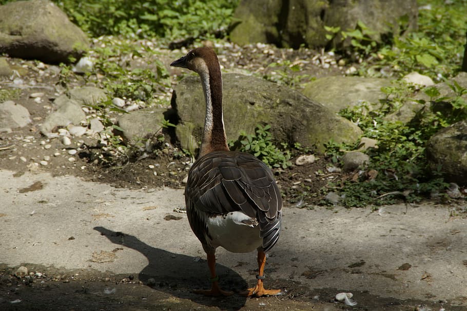 goose, from the rear, move, shadow, water bird, animal, animal themes HD wallpaper
