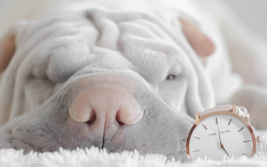 close up photo of short coat brown dog beside silver round analog watch, HD wallpaper