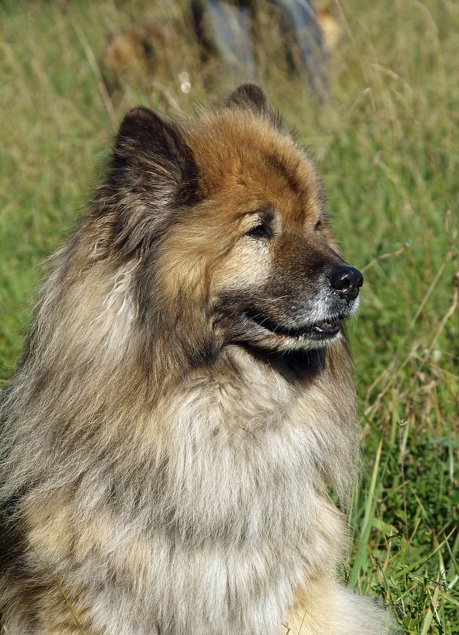 eurasians, portrait, friendly, dog look, close, bright coat, HD wallpaper