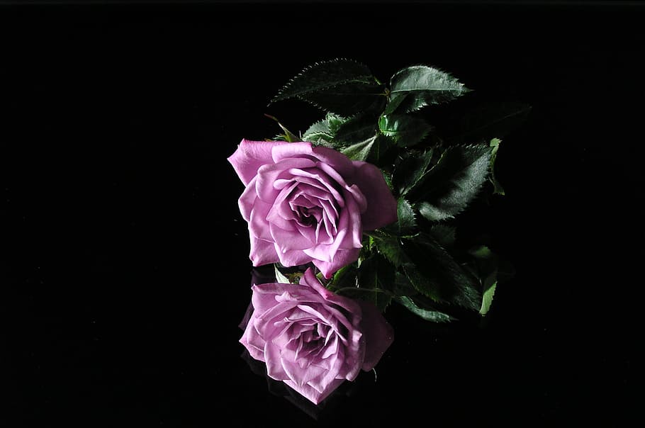 rose, flower, mirroring, reflection, rose - Flower, nature HD wallpaper