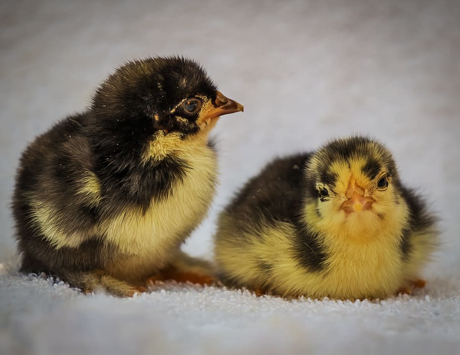 two yellow-and-black feathered birds, chick, launchy, wee, a couple of HD wallpaper
