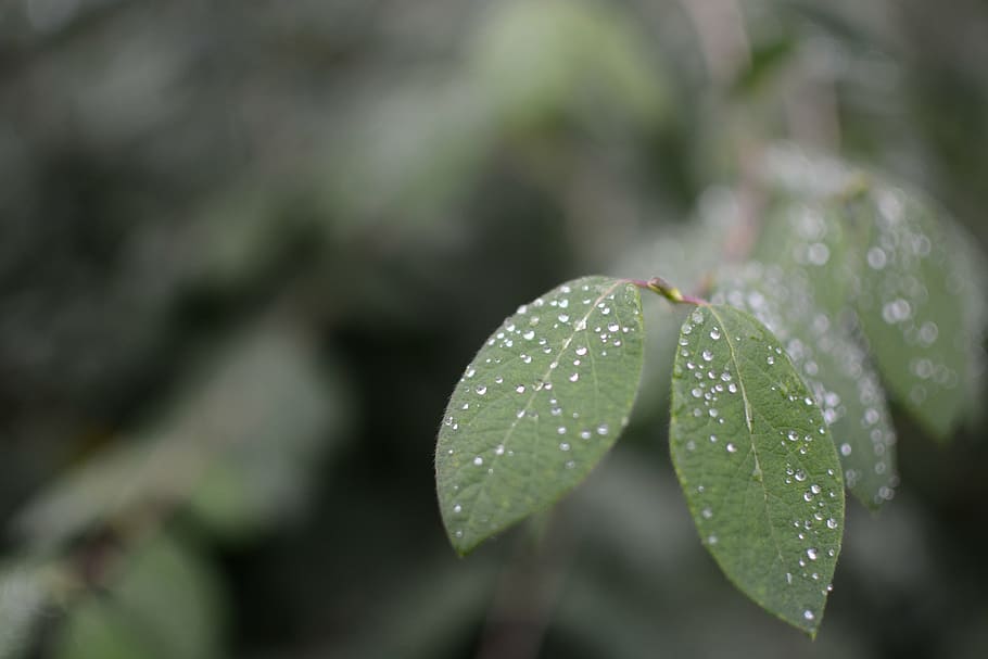 leaves, macro, nature, rain, raindrops, rainy, leaf, plant HD wallpaper