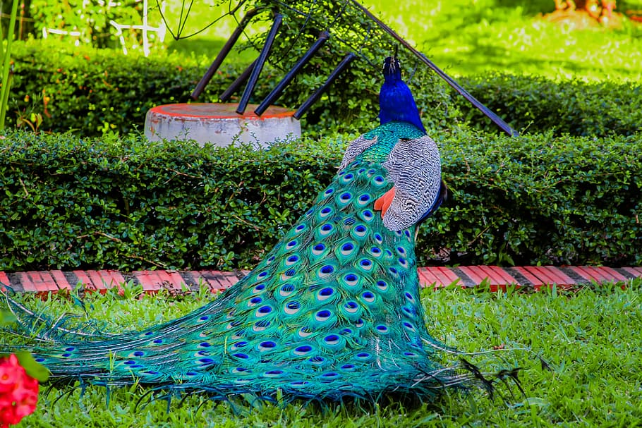 blue and green peacock on ground, turkey, colors, royal, colorful