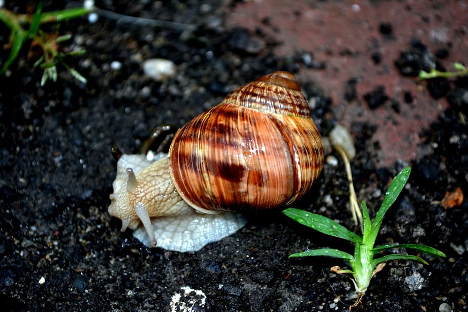 snail, shell, my saturday, animal themes, animal wildlife, one animal HD wallpaper