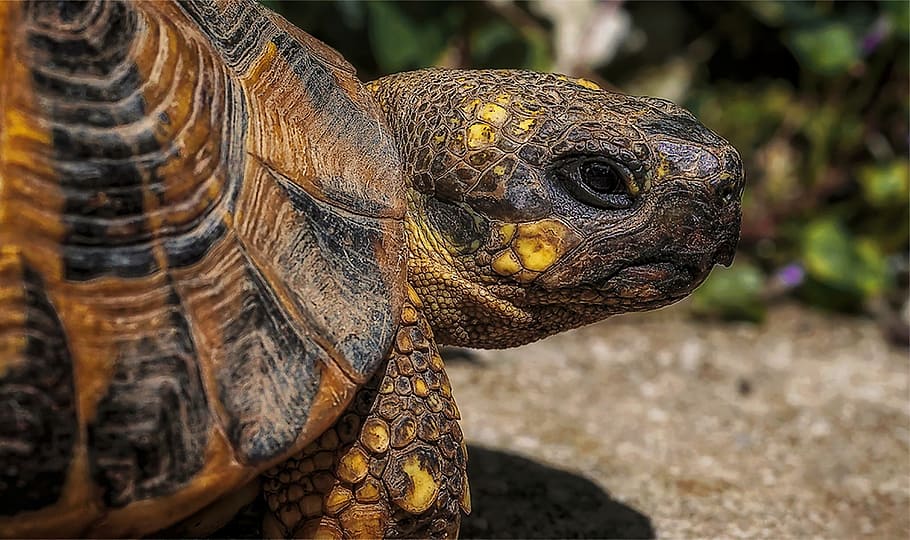 photo of brown and orange tortoise on brown ground at daytime HD wallpaper