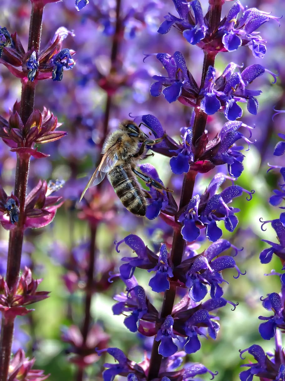 bees, macro, flower, insect, plant, purple, blue, close, nature HD wallpaper