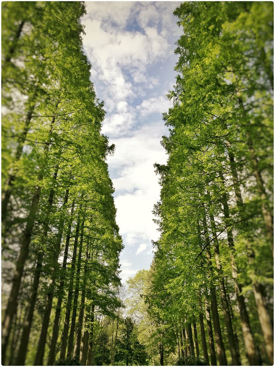 trees, nature, avenue, plant, growth, green color, low angle view HD wallpaper