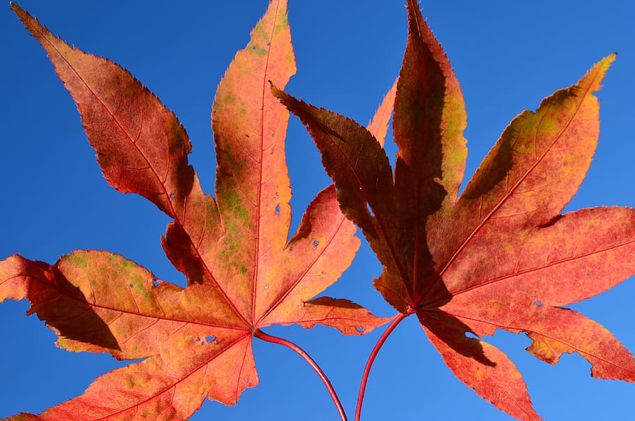 Leaf, Leaves, Tree, sky, autumn, red, blue, nature, plant part HD wallpaper