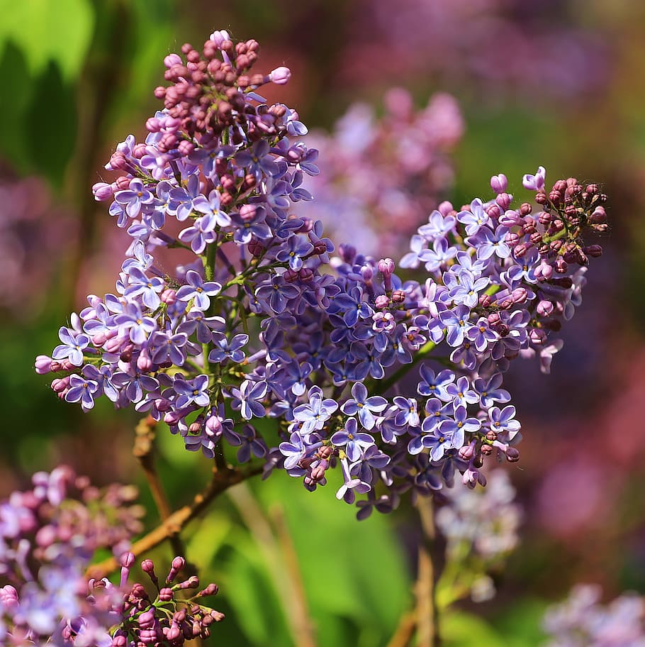 lilac, flower, spring, closeup, purple, photo, flowers, nature HD wallpaper