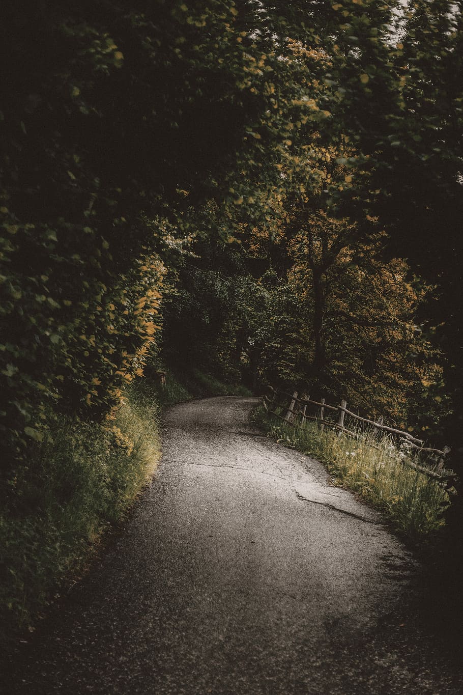 brown concrete road surrounding trees, gray asphalt road at the middle of forest HD wallpaper