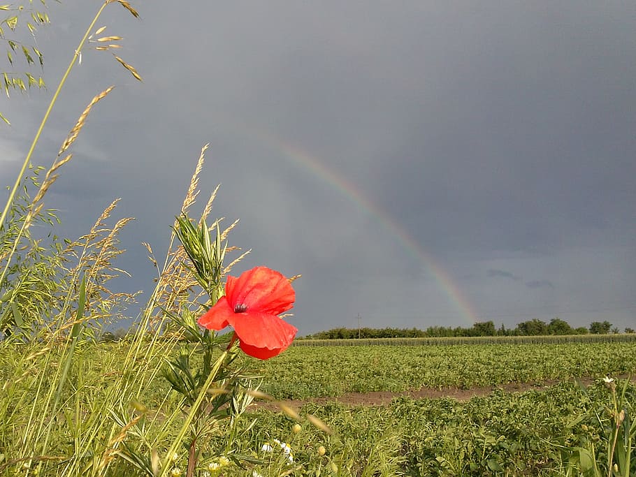 screen, poppy, nature, plant, beauty in nature, flower, flowering plant HD wallpaper