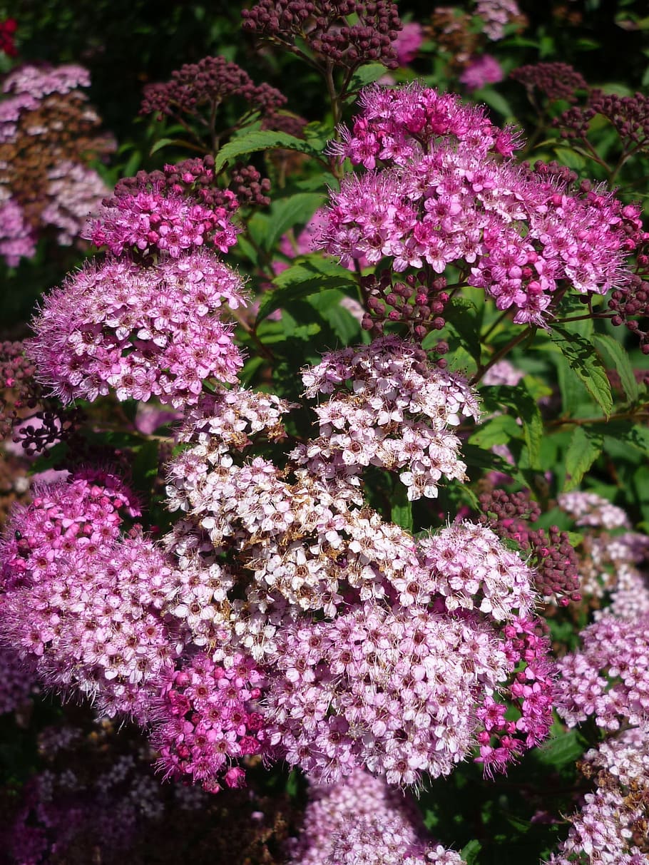 Spiraea, Bush, Garden, tiny flowers, umbel, summer, purple HD wallpaper