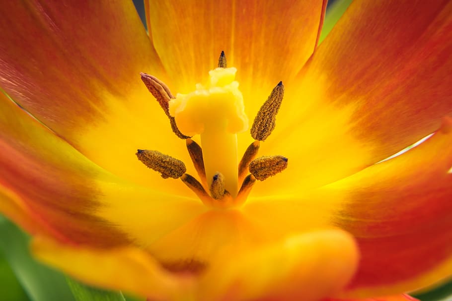 tulip, flower, blossom, bloom, nature, spring, flora, plant HD wallpaper
