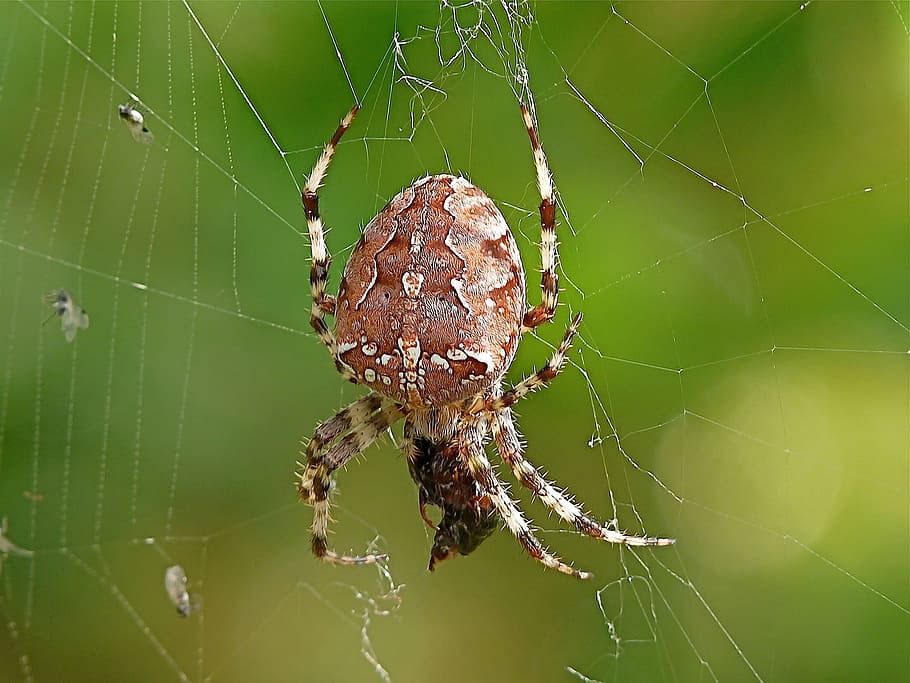 Insect, Macro Photography, Close, nature, spider, web spider HD wallpaper
