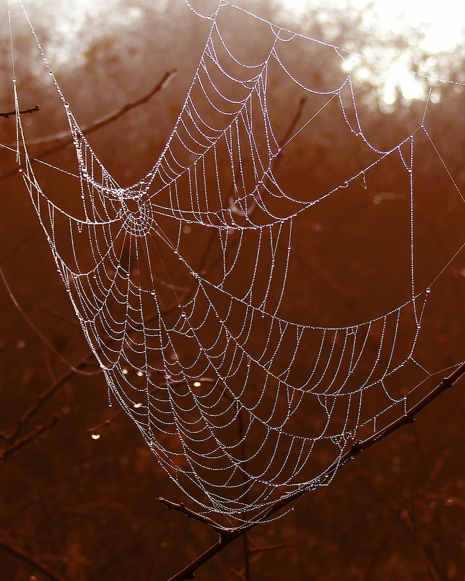 cobweb, spider's web, drops, rosa, nature, spider web, fragility HD wallpaper
