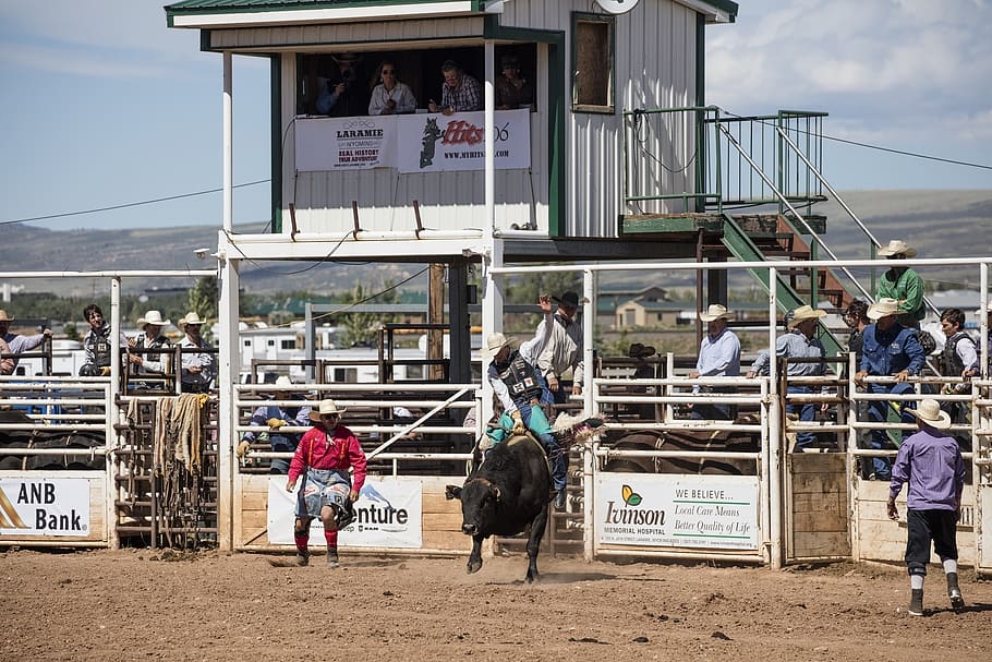 cowboys, bull rider, rodeo, man, bucking, action, arena, sport