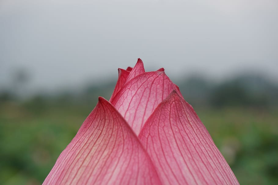 spring, flower, pink, plant, close-up, leaf, focus on foreground HD wallpaper