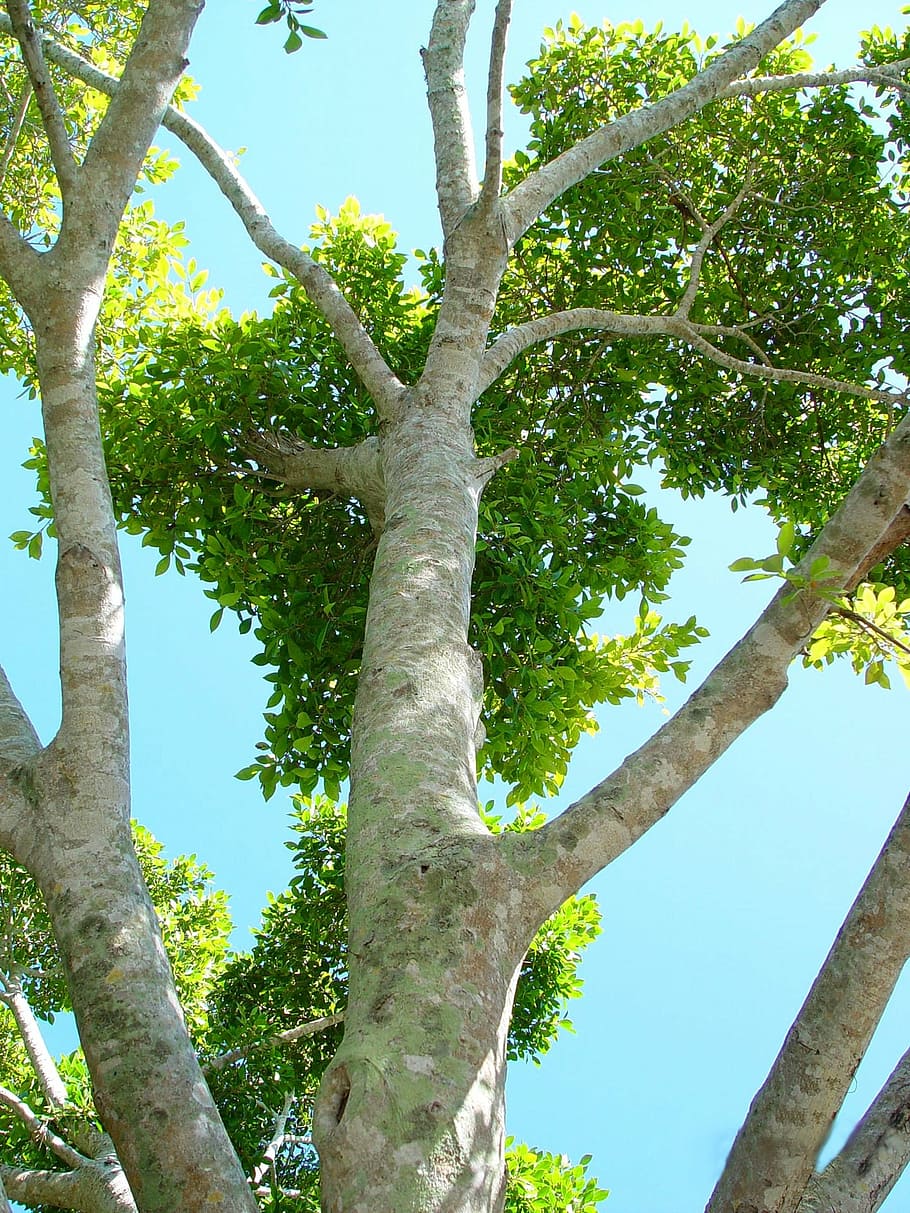 branches, tree, curvy, leaves, treetop, looking up, trunk, plant HD wallpaper
