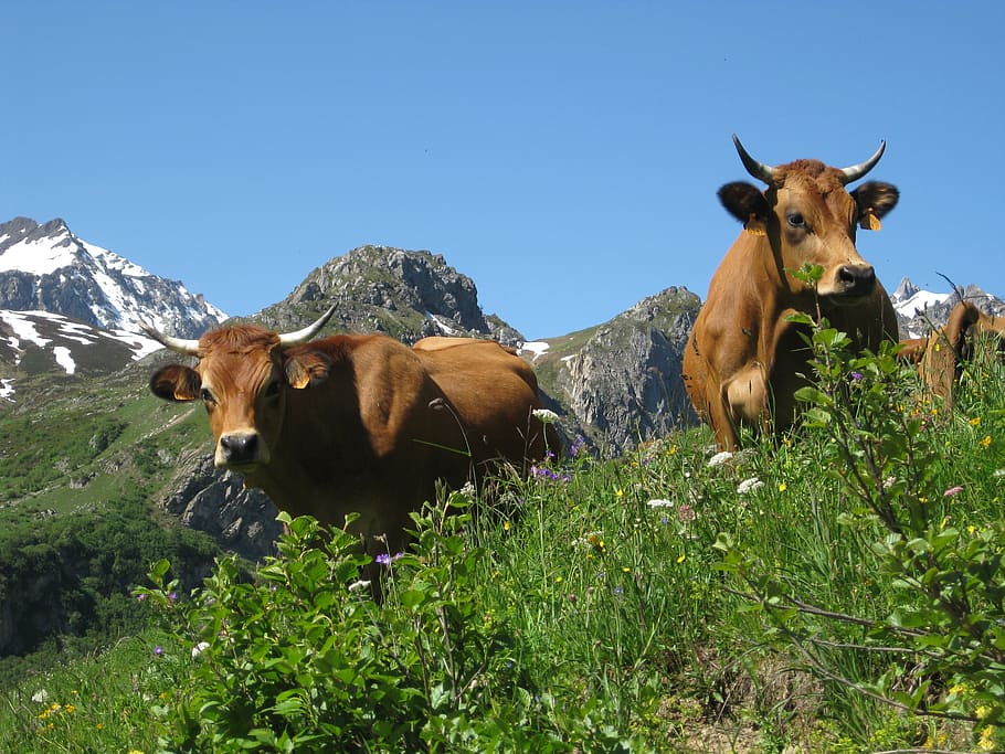 cows, mountain, nature, meadows, field, cattle, alps, hiking HD wallpaper