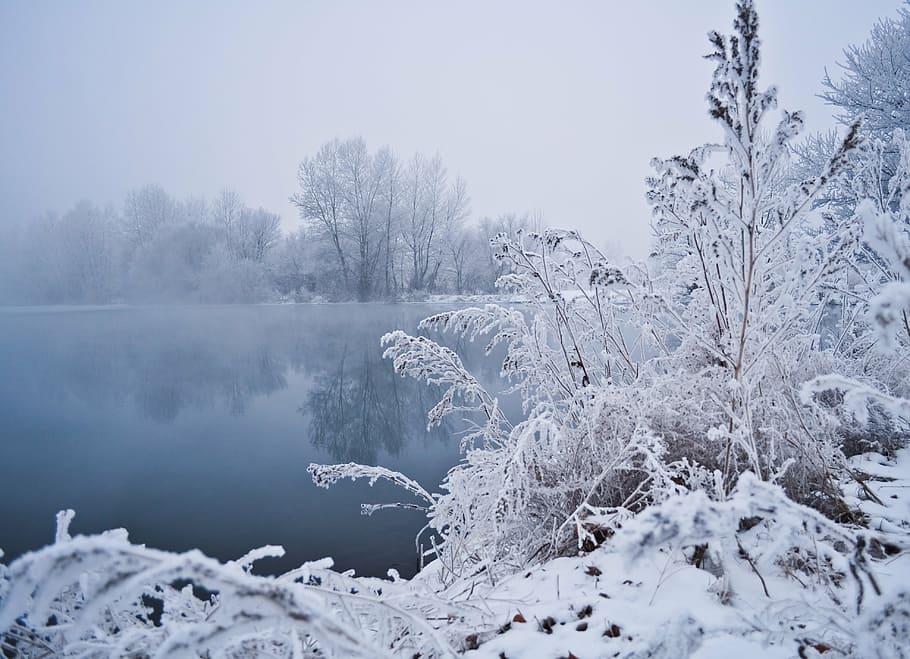 snow covered trees near body of water under white cloudy daytime sky HD wallpaper
