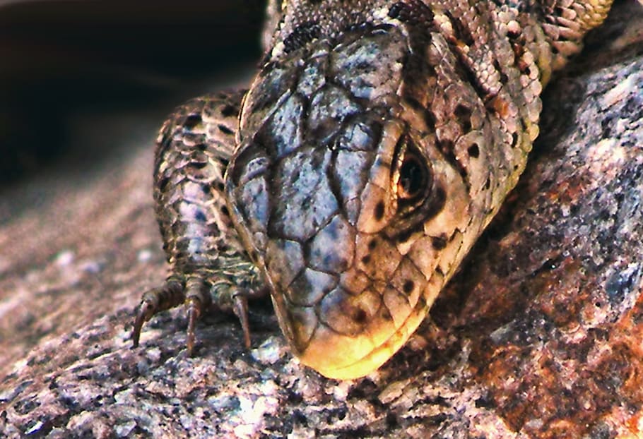 Sand Lizard, Reptile, Creature, scale, nature, one animal, animals in the wild HD wallpaper