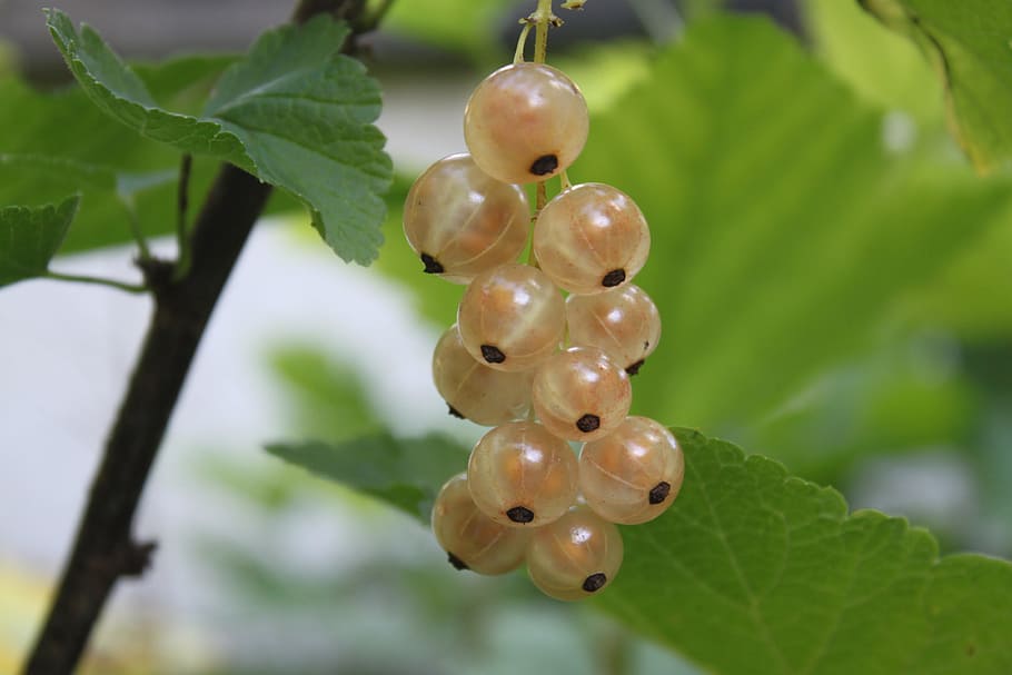 shrub, fruit, currants, white currant, cluster, leaf, plant part HD wallpaper