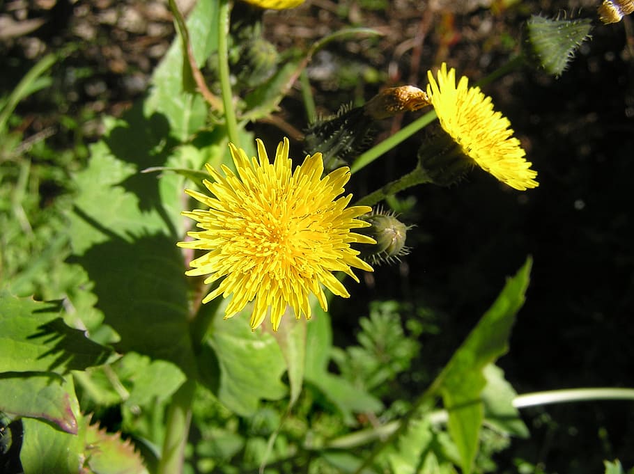 weed, dandelion, flowering, plant, flowering plant, yellow HD wallpaper