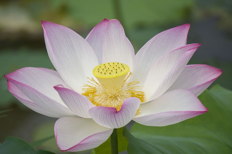 Lotus, Plant, Full Bloom, in full bloom, flower, petal, flower head HD wallpaper