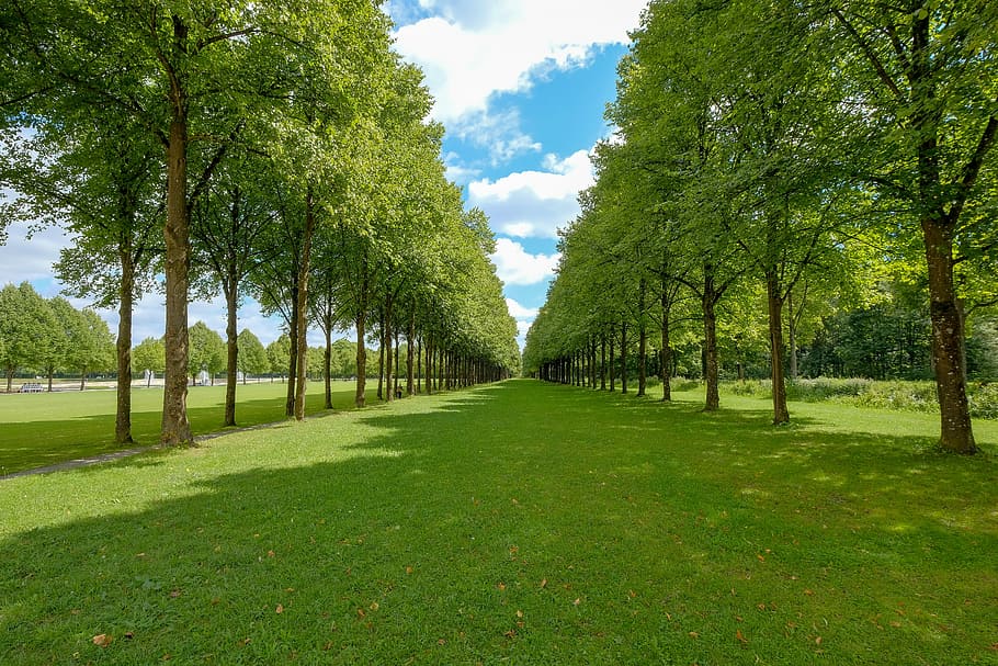 grass, tree, nature, rush, summer, landscape, park, schönwetter HD wallpaper