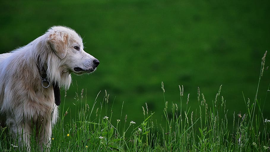 dog on green grass at daytime, adult golden retriever standing on field, HD wallpaper
