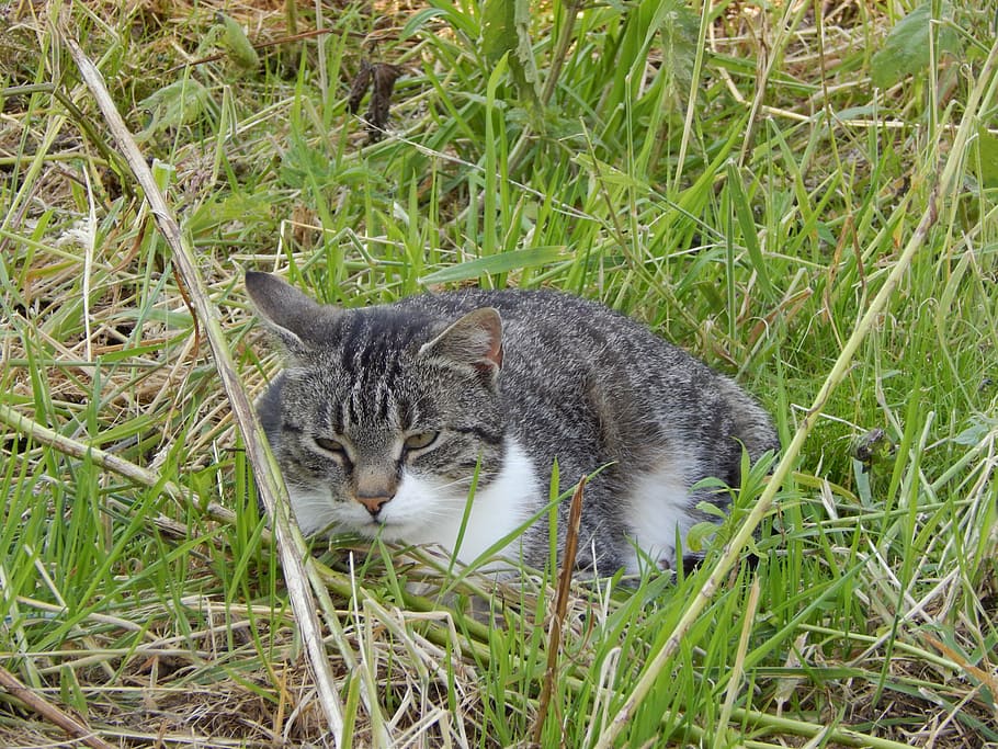 cat, beast, rest, one animal, grass, feline, animal themes HD wallpaper