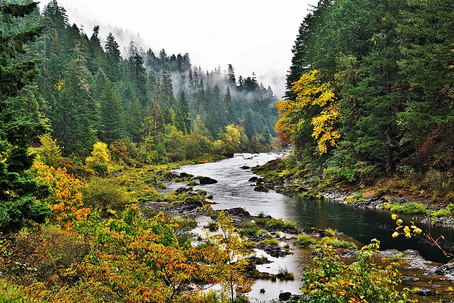 river surrounded by trees, river between forest, mountain, rock HD wallpaper