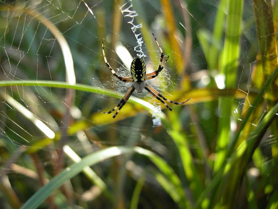 garden spider, web, arachnid, spiderweb, nature, one animal HD wallpaper