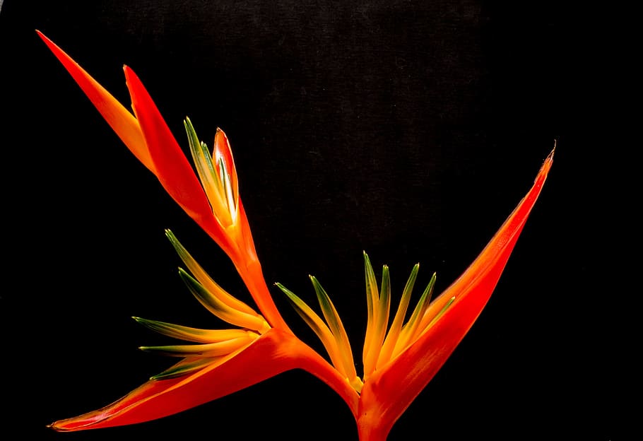 Birds of Paradise flower, blossom, bloom, red, close, flowering plant HD wallpaper