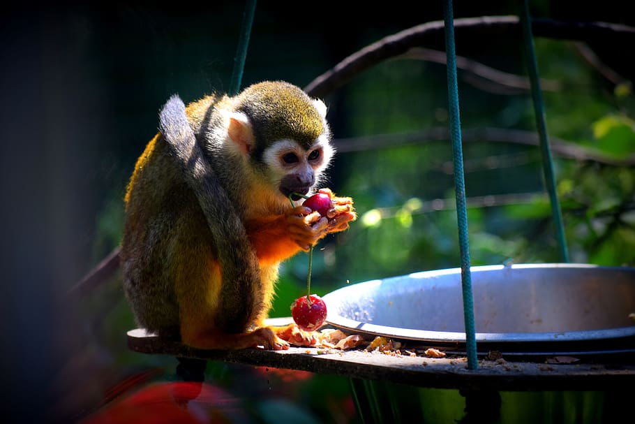monkey, zoo, food, animal, animal themes, animal wildlife, food and drink HD wallpaper