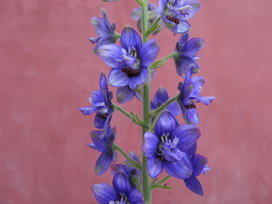 delphinium, aconite, blue, flower, flowering plant, freshness, HD wallpaper
