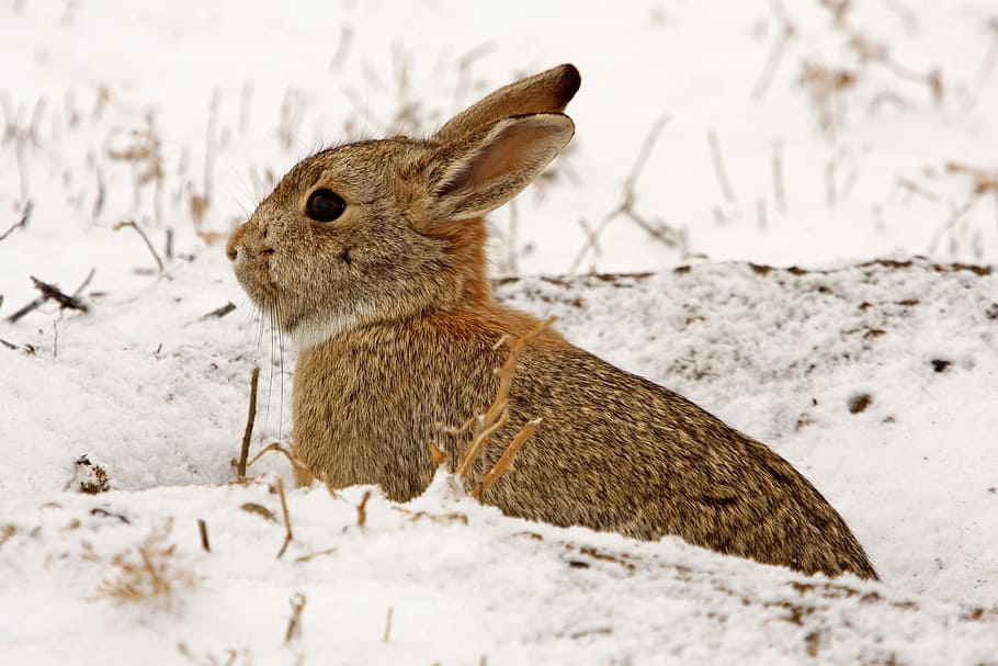 brown bunny on white snow, cottontail rabbit, hare, wildlife, HD wallpaper