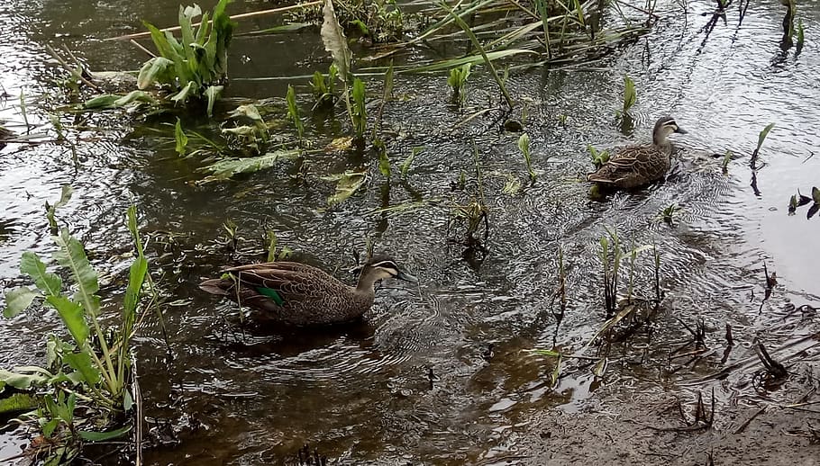 river, ripples, ducks, pacific black, nature, australia, water HD wallpaper