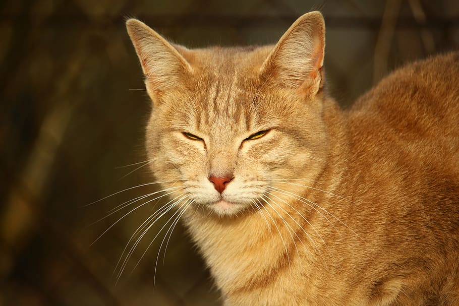 cat, kitten, mackerel, mieze, cat face, breed cat, mammal, one animal HD wallpaper