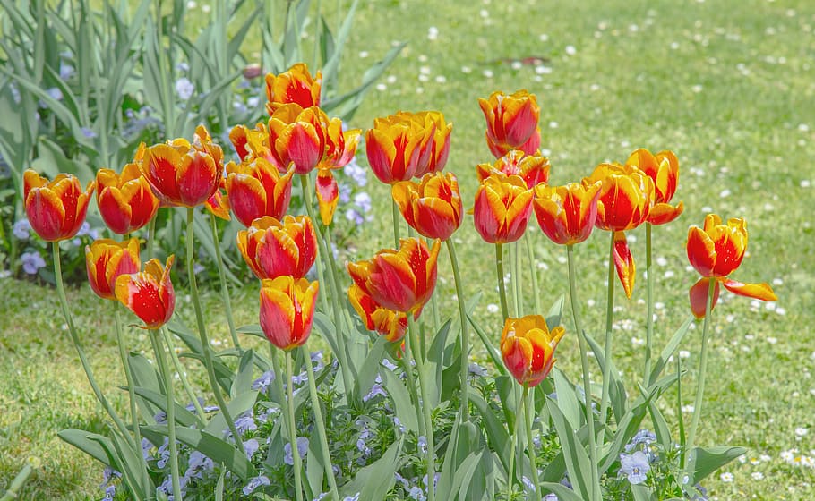 tulips, meadow, bed, spring, flowers, nature, garden, red, bloom HD wallpaper