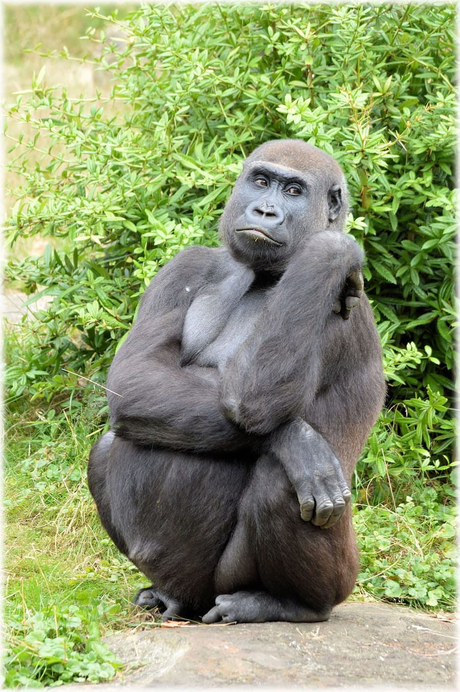 gorilla sitting on stone during daytime, Zoo, Series, Monkey HD wallpaper