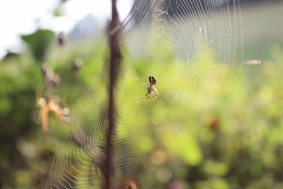 spider, web, landscape, insect, detailed, macro, scary, dew HD wallpaper