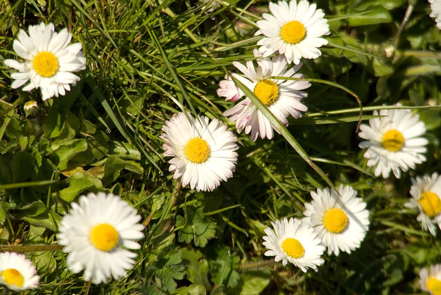 daisy, in the, grass, flowering plant, freshness, fragility HD wallpaper