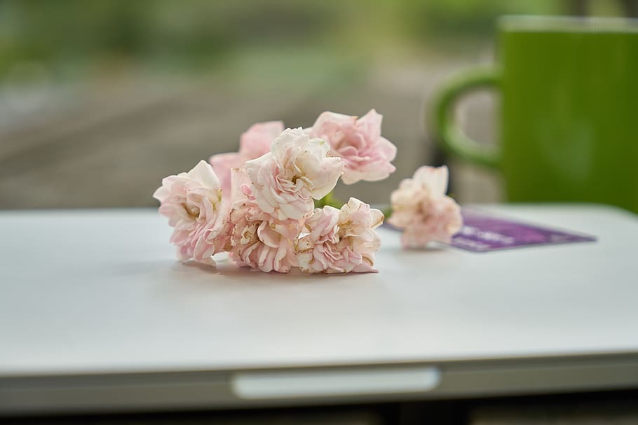 laptop, flower, computer, the work, technology, contact, internet HD wallpaper