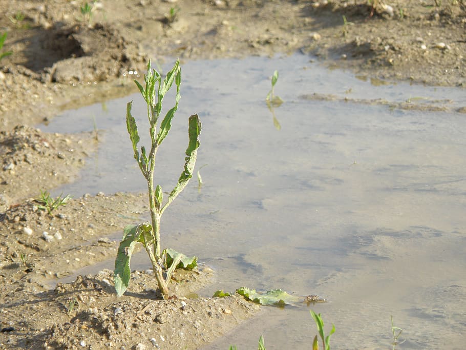 weed, plant, mud, pool, nature, leaf, agriculture, growth, water HD wallpaper