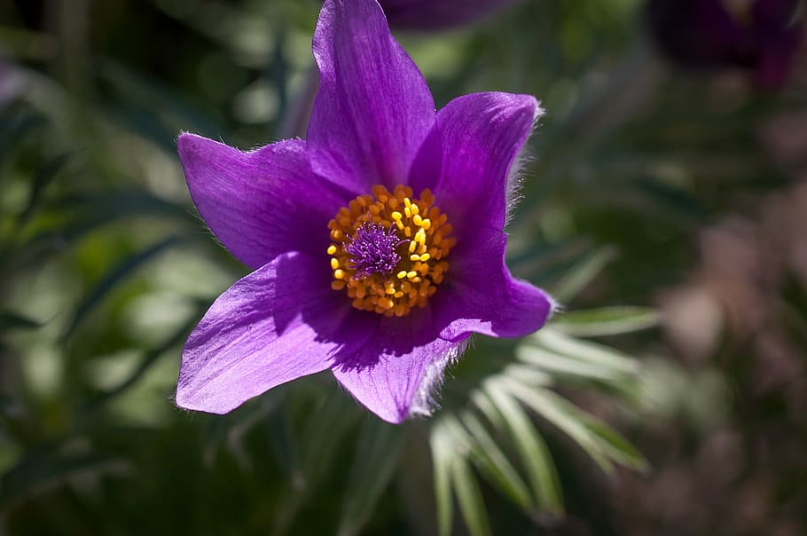 pasque flower, common pasque flower, spring, plant, nature HD wallpaper